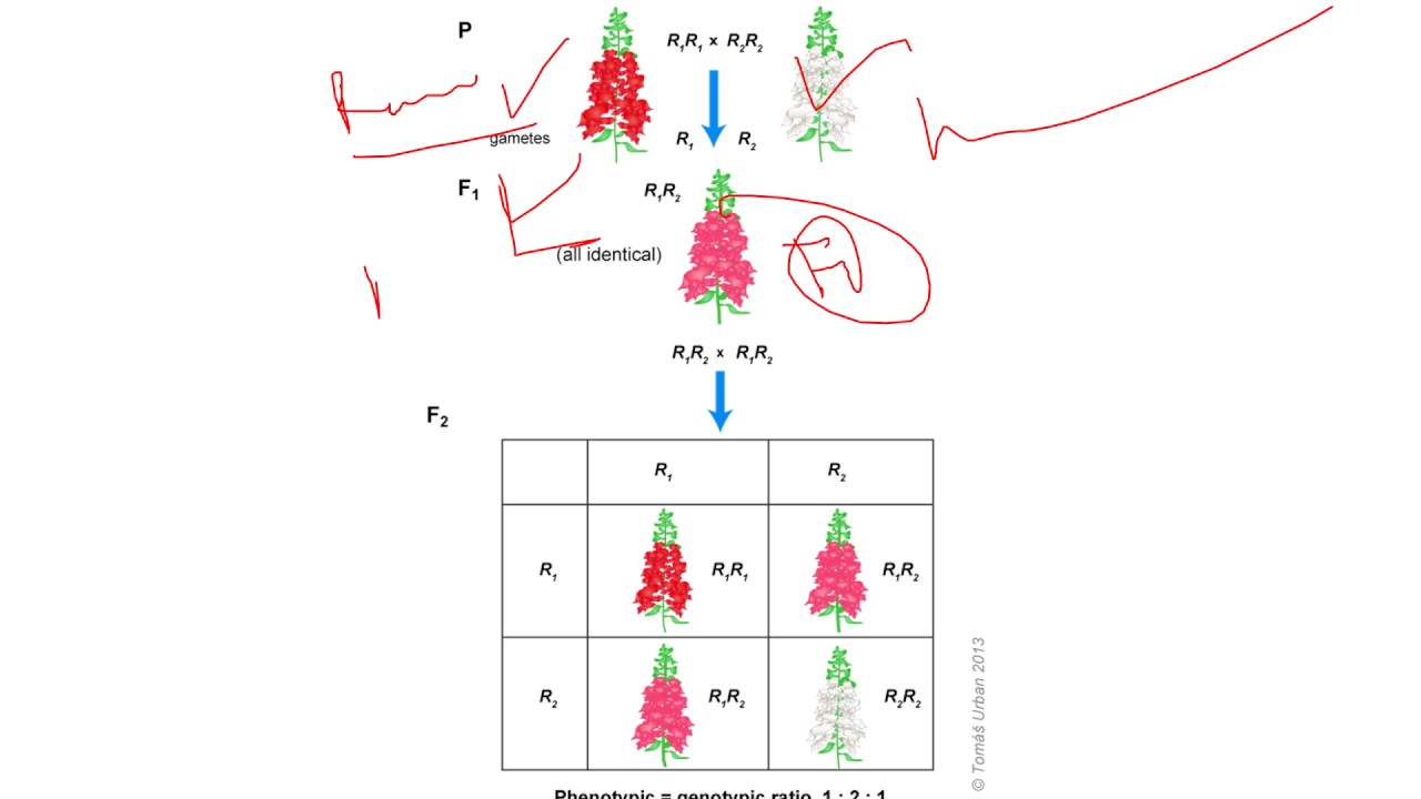 Back cross method