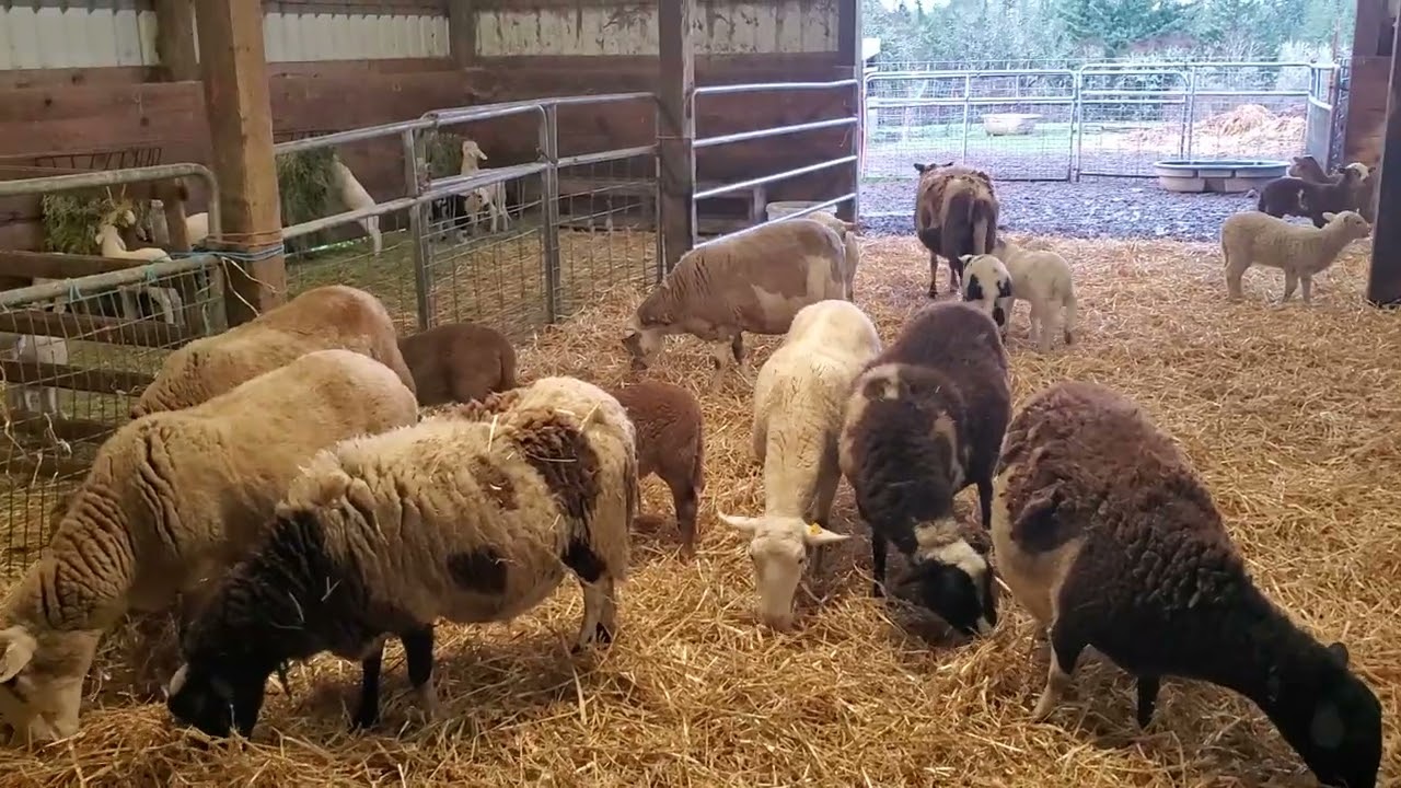 Strawed the Barn for Cold Weather - Ewes & Lambs!