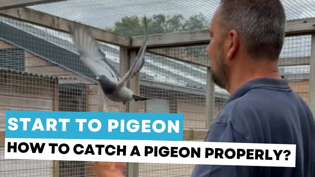 Start to Pigeon #7:  how to catch a pigeon properly?