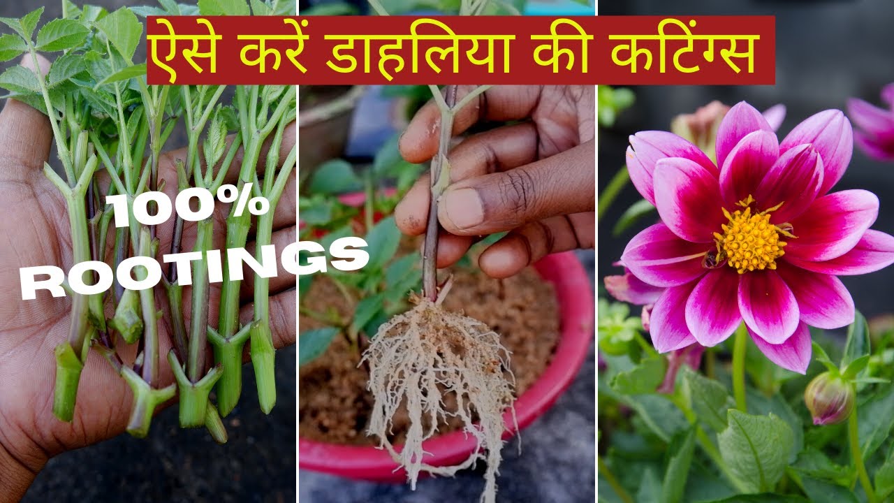 How to grow Dahlia from cuttings easy method | डाहलिया कटिंग कैसे लगाएं