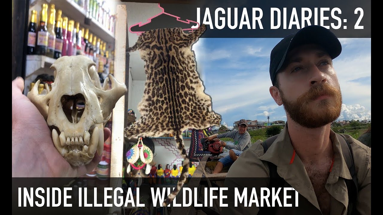 Jaguar Diaries: #2 - Inside the Illegal Wildlife Trade | Amazon Rainforest, Peru |