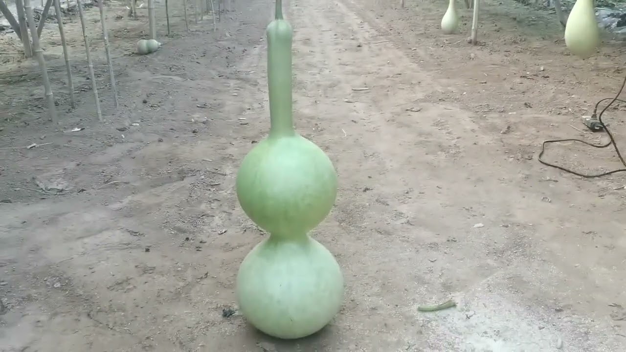 外皮看着青，打完皮成熟度还是可以的 #分享自己的生活#种植技巧 #葫芦
