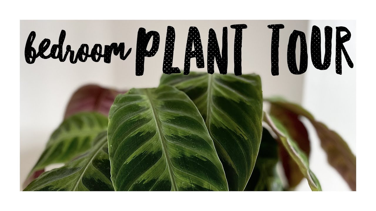My Bedroom Plant Tour