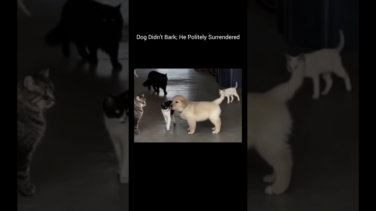 Funniest Pet Fails Compilation 2025 | Hilarious Cat and Dog Moments Gone Wrong