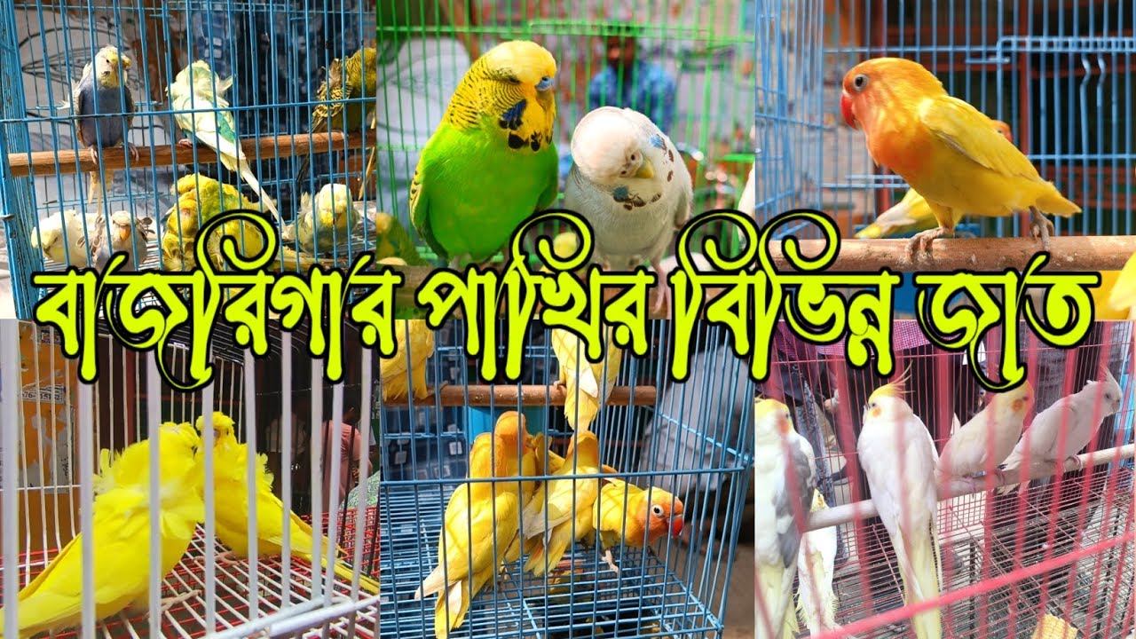 বাজরিগার পাখির বিভিন্ন জাত এসেছে মিরপুর পাখির হাটে #mirpur #budrigar #birds #exotic 