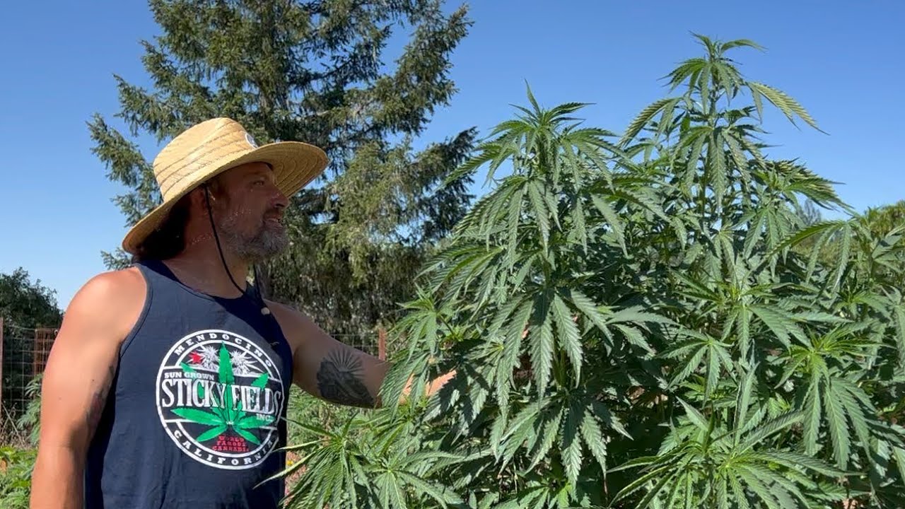 Pruning cannabis to encourage growth