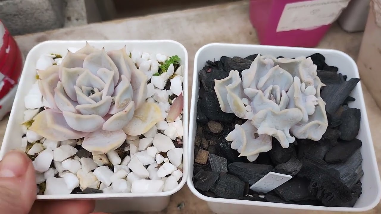 Suculentas muito sensíveis para cultivar ao tempo 