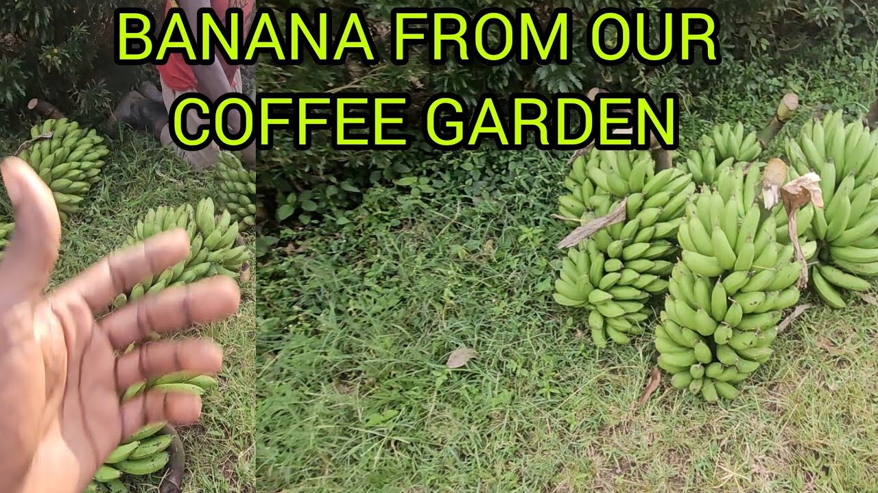 BANANA HARVEST FROM OUR COFFEE FARM