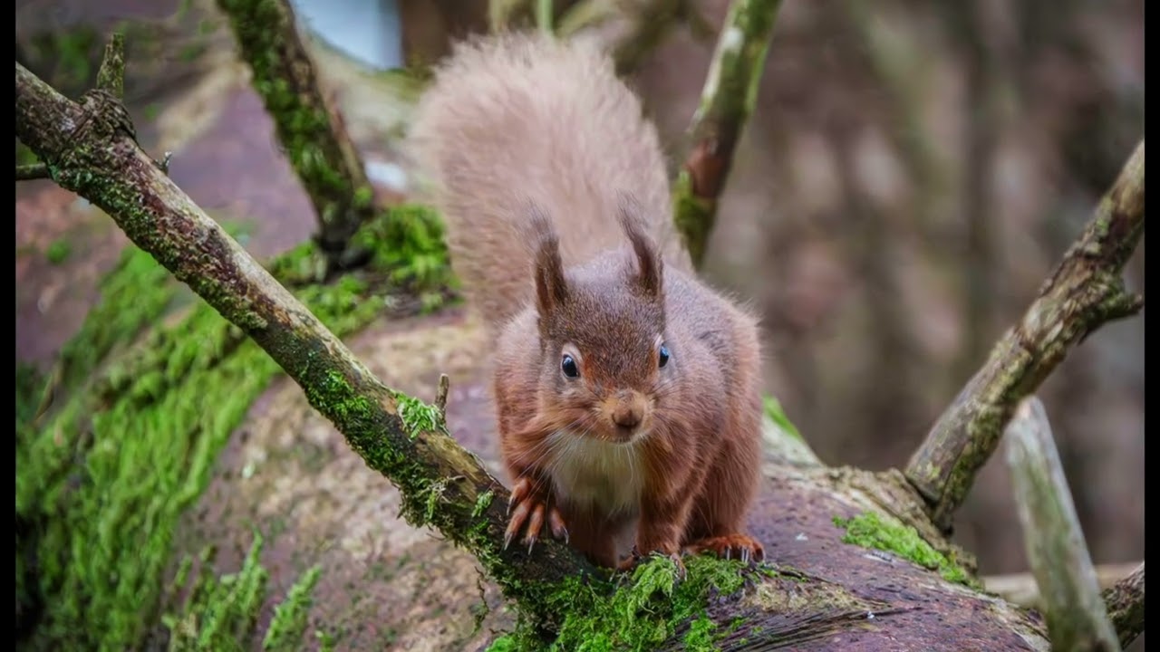 January 2026 wildlife slideshow, Dumfries and Galloway part two