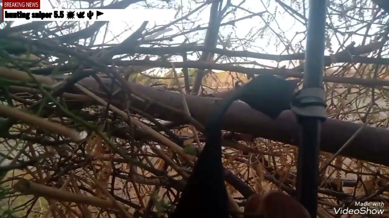 Ca&ccedil;ada com carabina b19X 5.5 mira aberta de pomba de asa branca na caatinga /ca&ccedil;adas de 2023👏🤠👍🍂💥