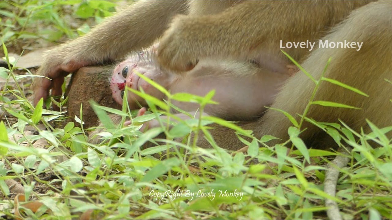 How Is Baby Monkey Rex?