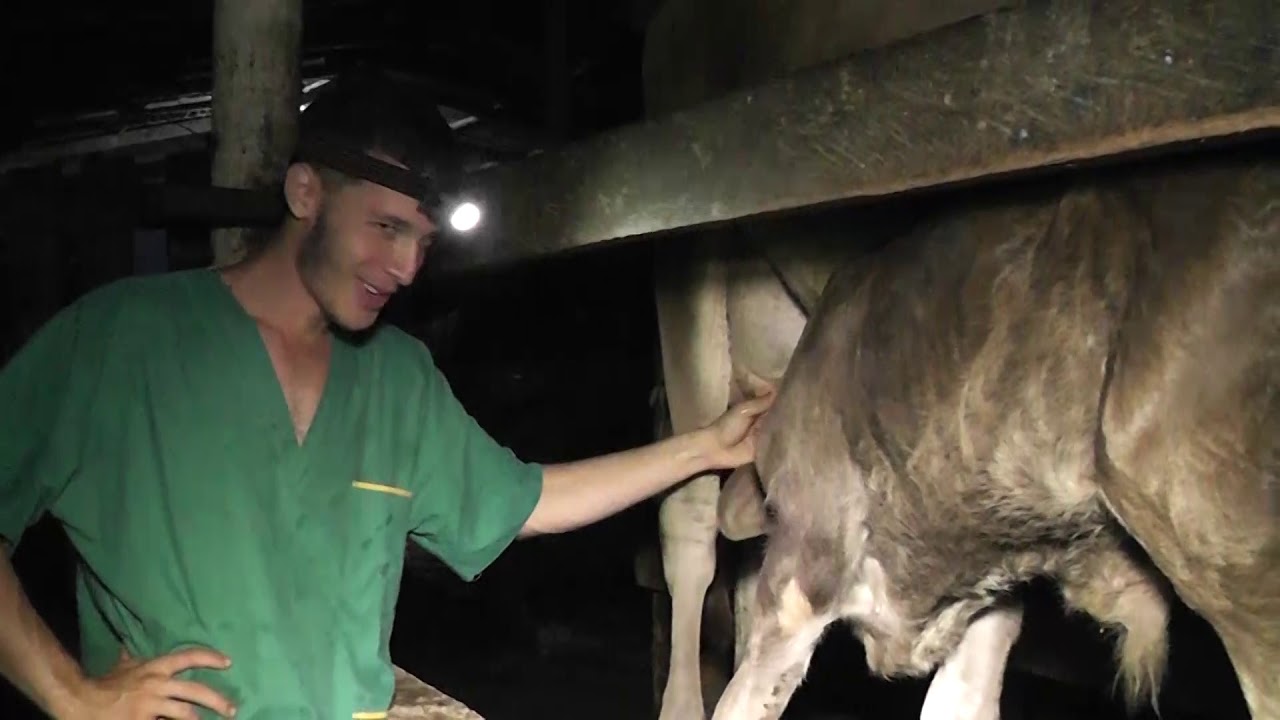 Vacas lecheras