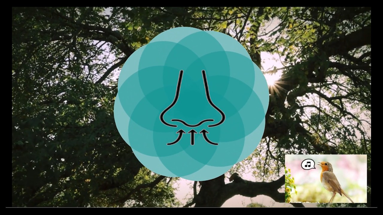 Musique relaxante pour biofeedback HRV (cohérence cardiaque)