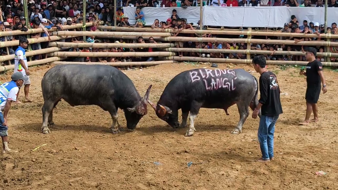 Carmelo vs biring langi' (draw) #toraja