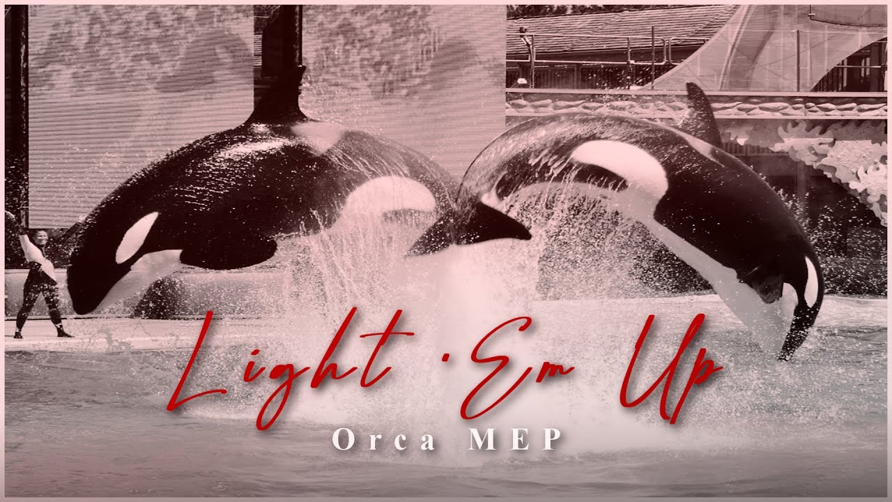 『𝗟𝗶𝗴𝗵𝘁 '𝗘𝗺 𝗨𝗽』Orca MEP