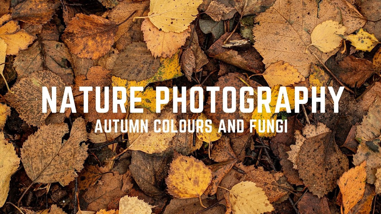 NATURE PHOTOGRAPHY | Photographing Autumn Colours and Fungi
