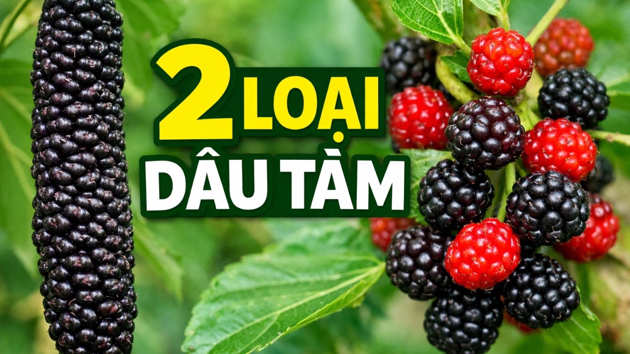 #120 Trái Dài Bất Ngờ! Dâu Tằm Pakistan vs Dâu Tằm Dwarf Everbearing. 03/11/2026