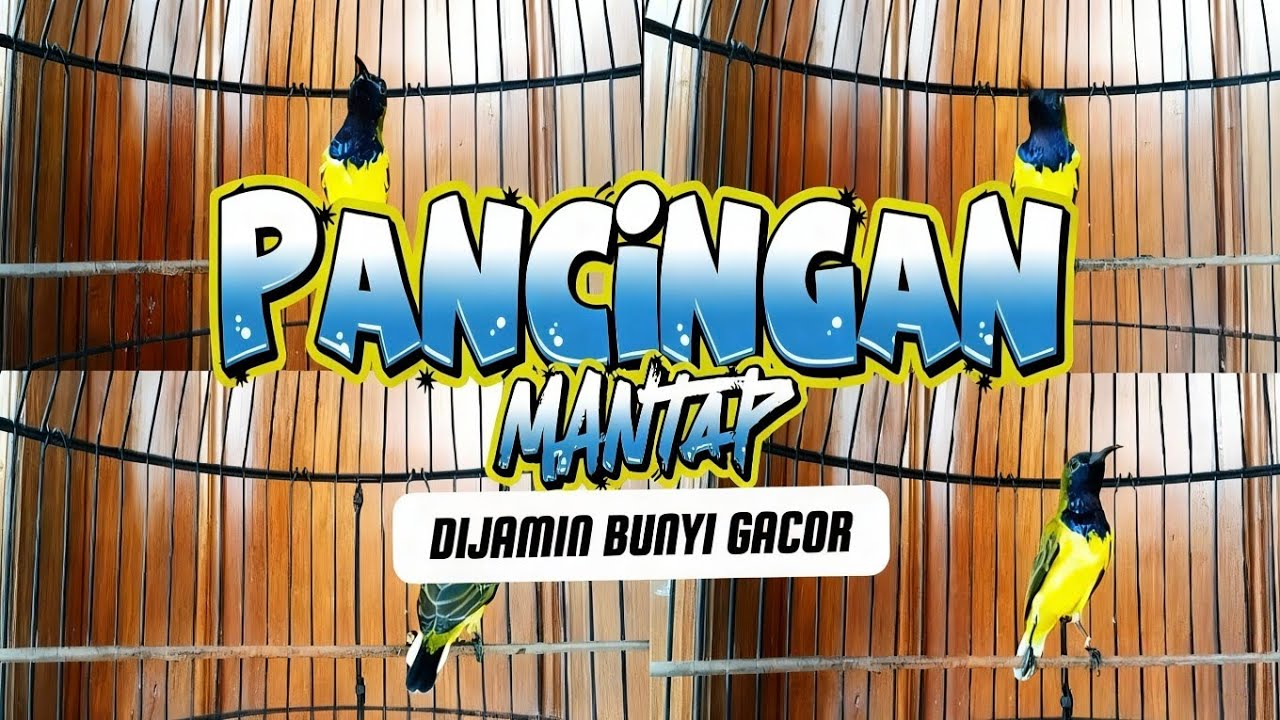 Pancingan sogon mantap‼️ sekali putar banyak sogon nyaut emosi #sogongacorngobra #sogon