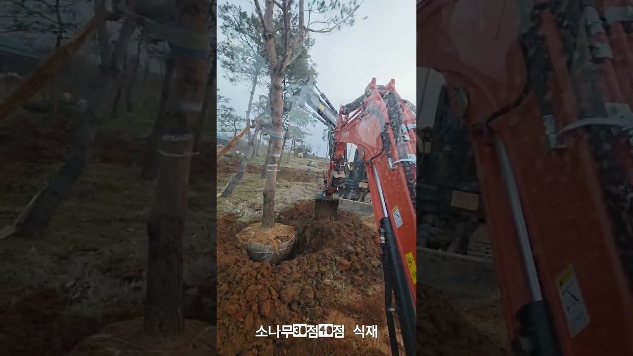 소나무30점40점식재