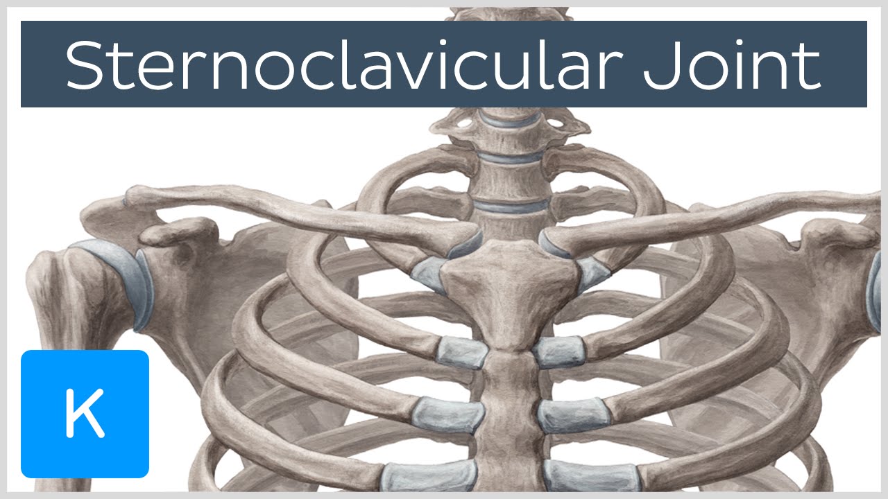 Sternoclavicular Joint - Location & Movements - Human Anatomy |&nbsp;Kenhub