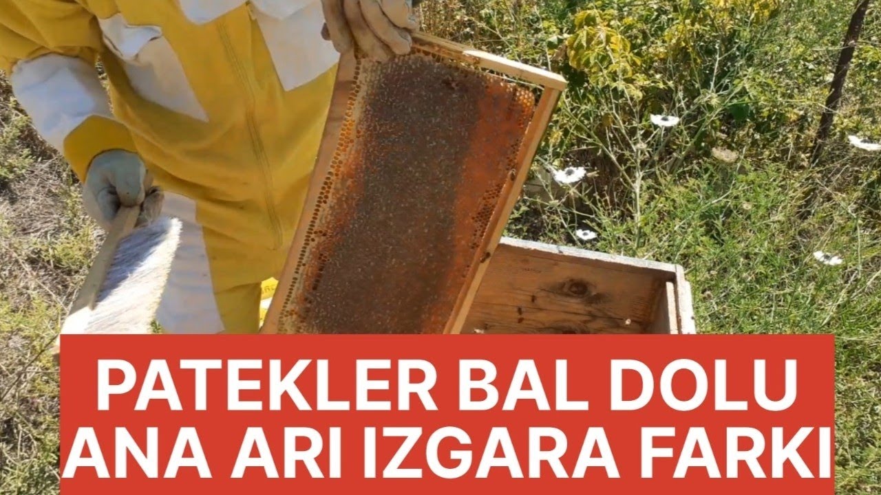 2023 Bal hasadı Ana arı ızgarası kullanmanın farkı (Adana)