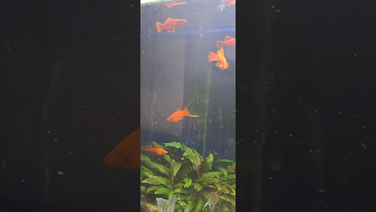 Хранене на рибките.Как и колко?