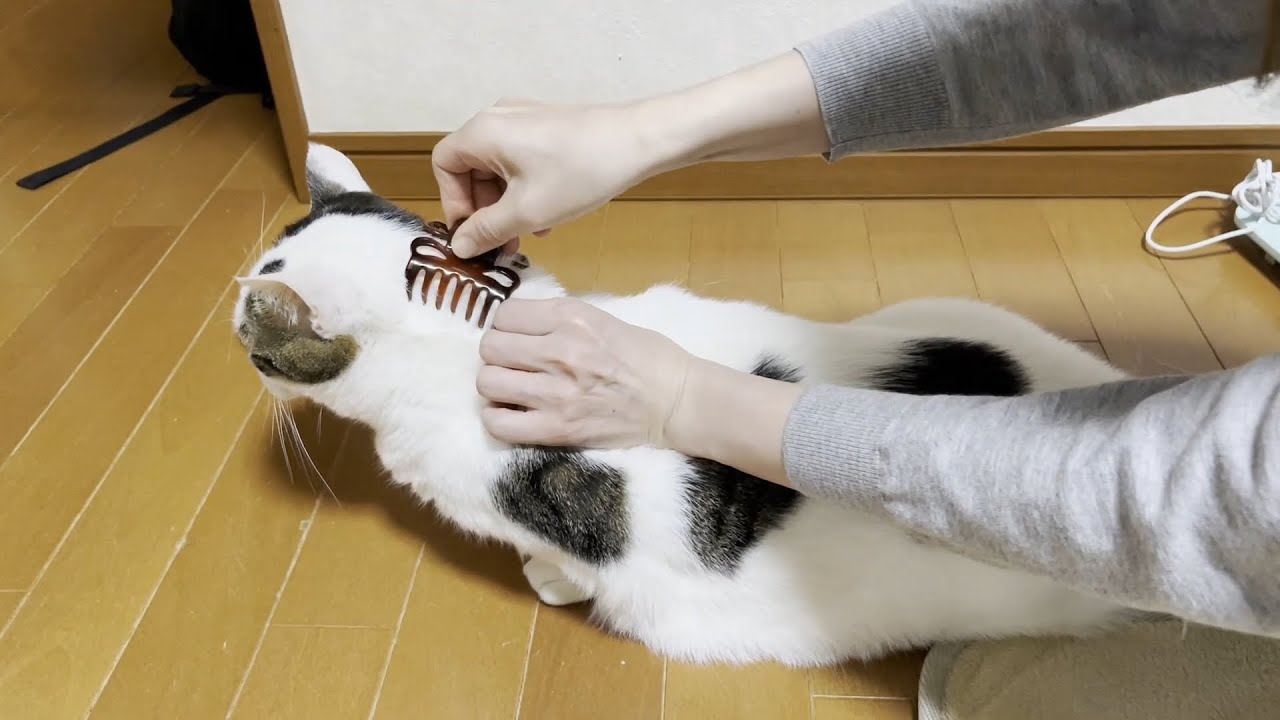 ヘアクリップを使った斬新な方法で猫の爪を切った結果・・・