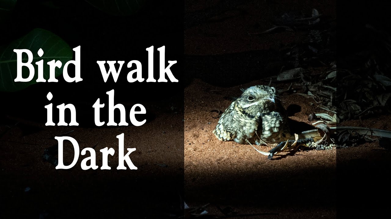 Nocturnal birding - bird walk in the dark - snakes, spiders, frogs & more