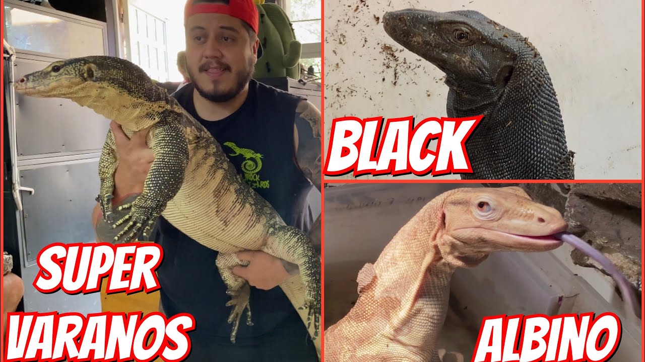 ALIMENTANDO A MIS MEJORES VARANOS!!! 🦎🐲🐉