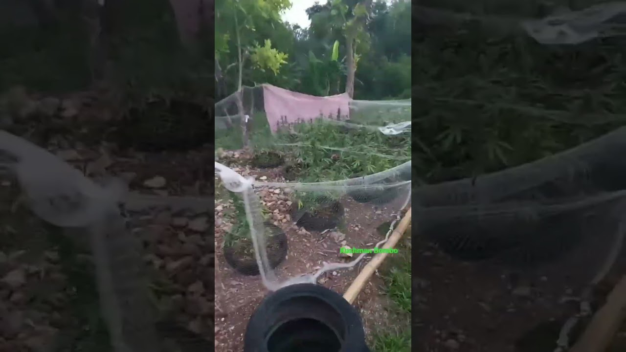Protecting cannabis seed from birds. using fish net