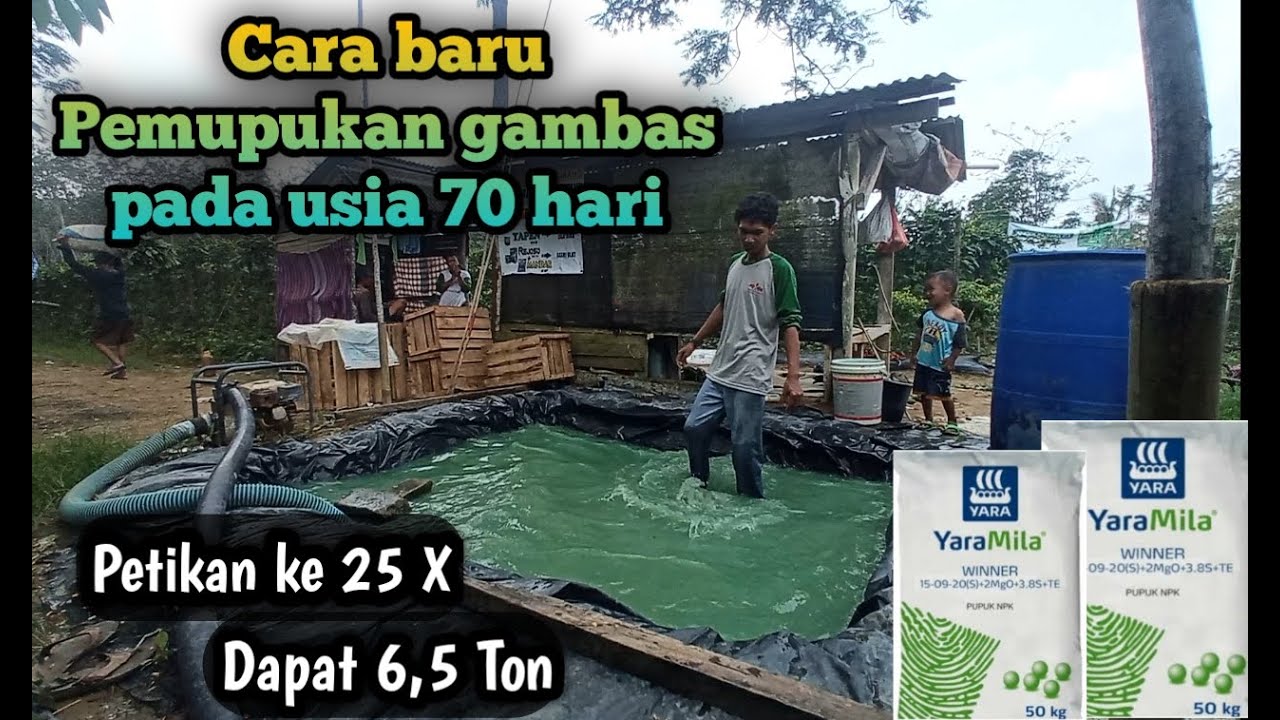 Cara Baru Pemupukan Gambas Pada Usia 70 Hari