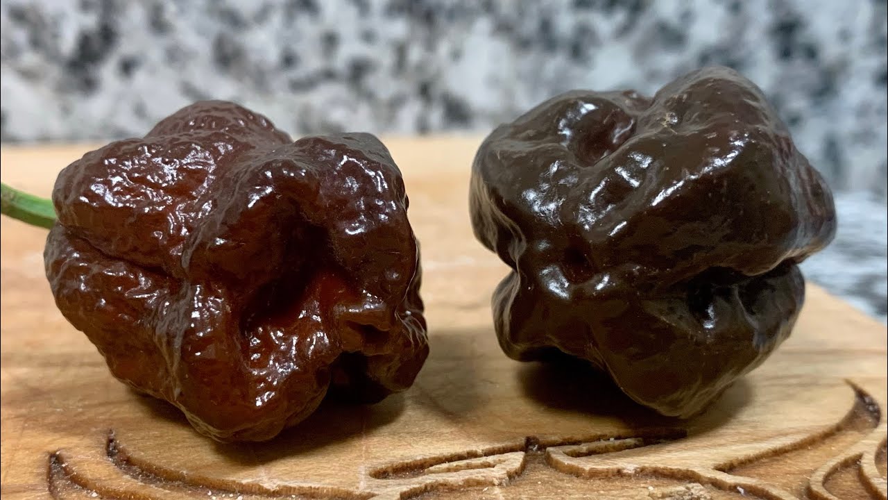 Beast/Remmert Taste/Heat comparison! Pods grown by Tomas Spillane! What a happy day it is!!