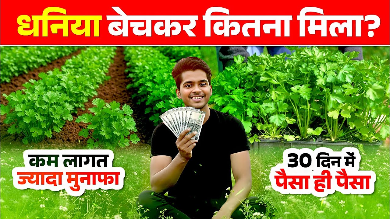 हरी धनिया की खेती से कम समय में ज्यादा मुनाफा | Dhaniya Ki Kheti Full Guide 2026