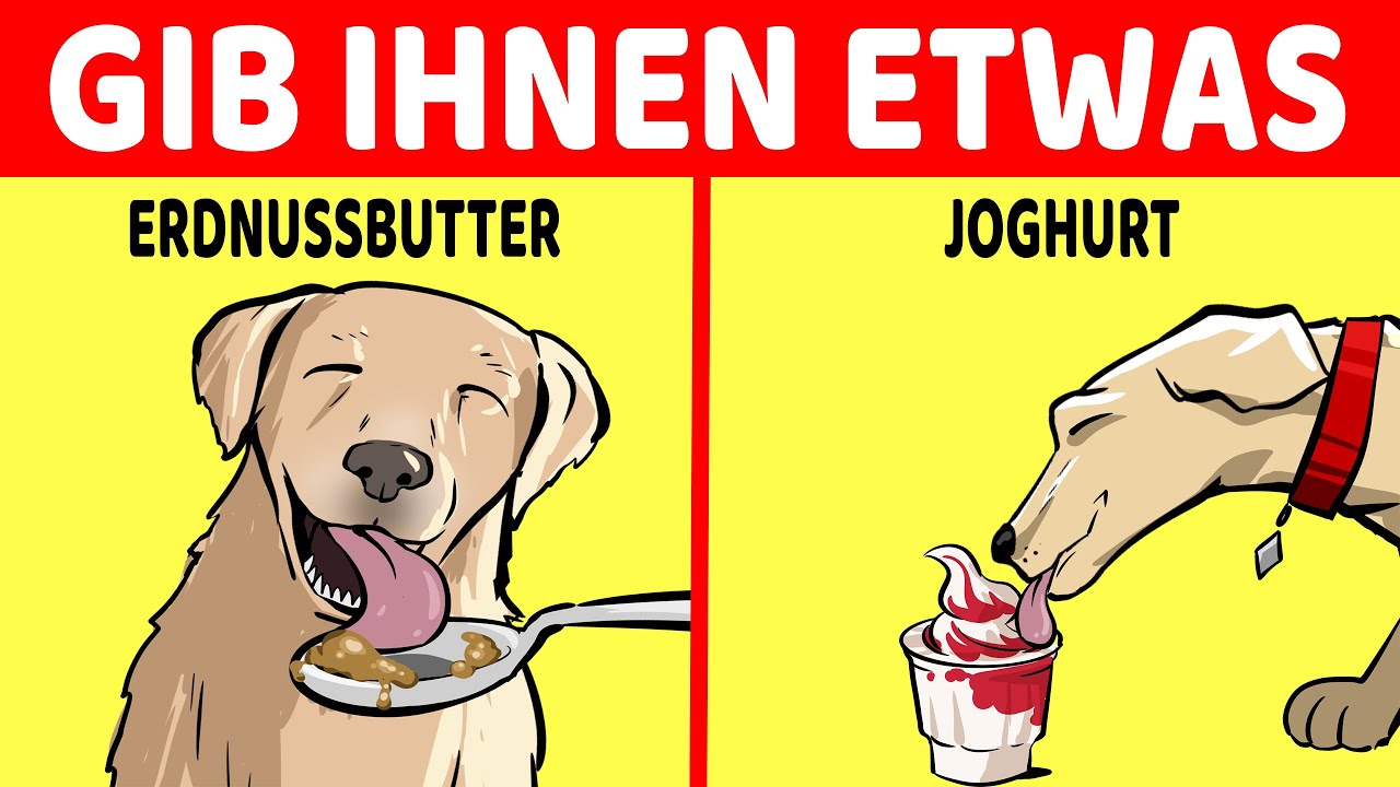 10 Menschliche Lebensmittel Die Für Hunde Gesund Sind