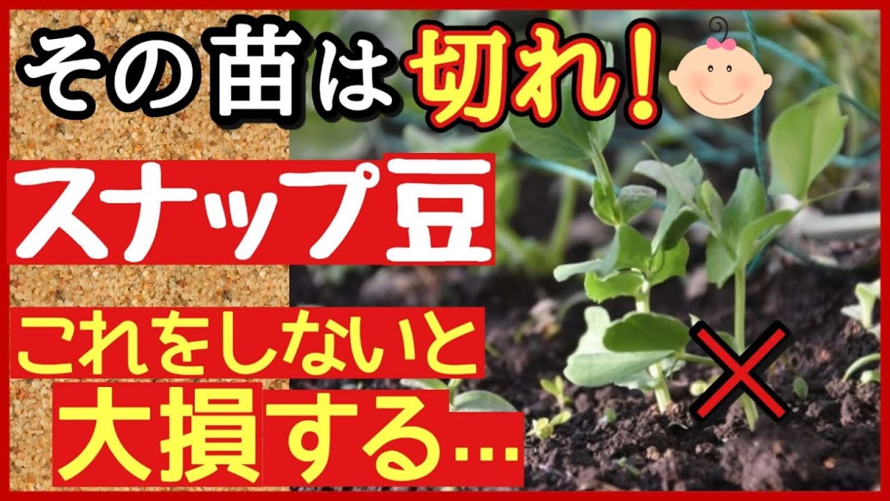 成功する人は必ずやっている！スナップエンドウ冬の重要作業・冬越し対策♪美味しい実をたくさん収穫する最強の管理法～初心者向け家庭菜園～