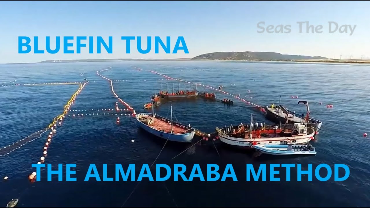 Catching Bluefin Tuna Using Traditional Fishing Method Called Almadraba.