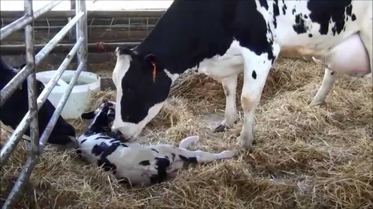 Live Calf Birth