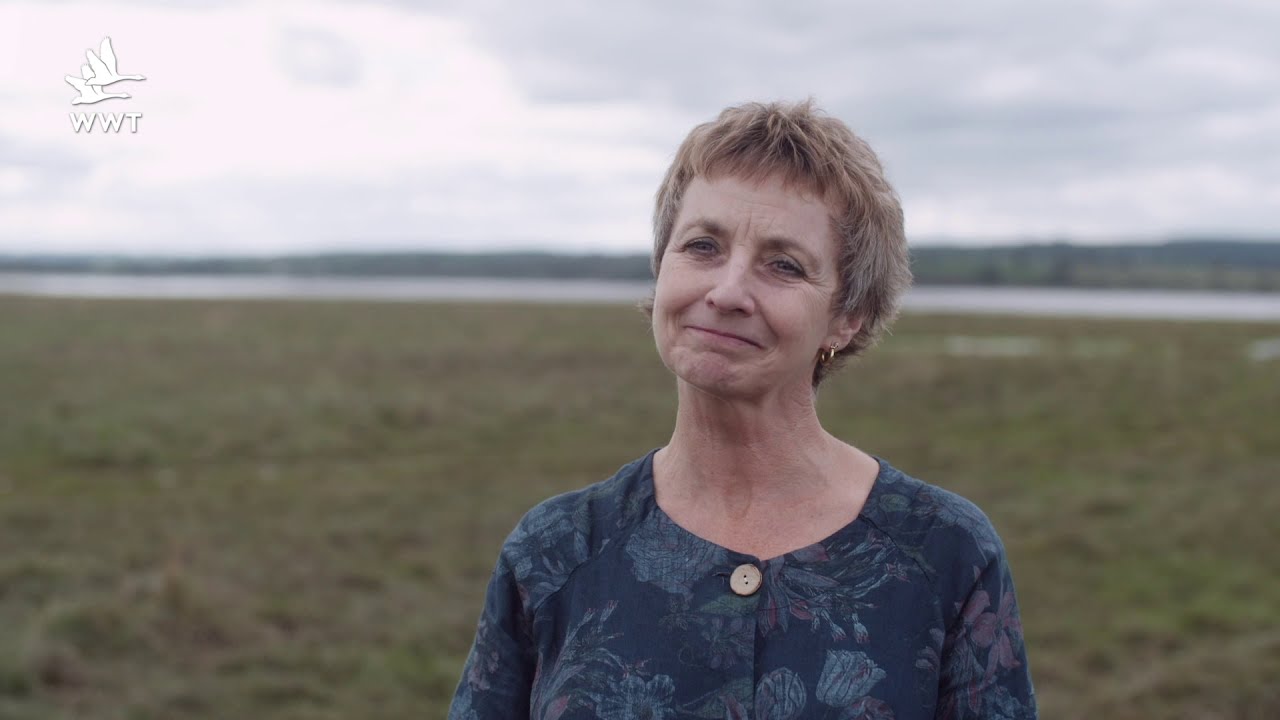 Answering the Call of the Curlew | WWT