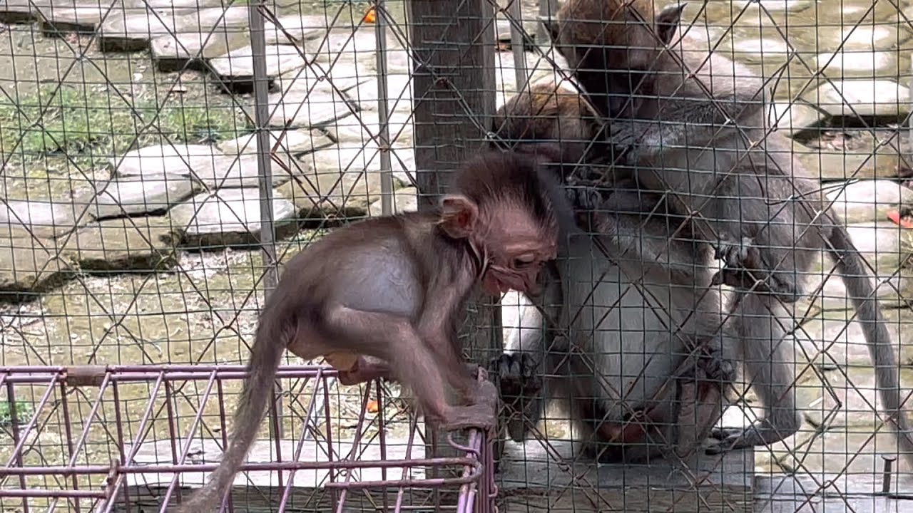 The baby monkey Wili bravely approached the monkey Daisy, what happened...!
