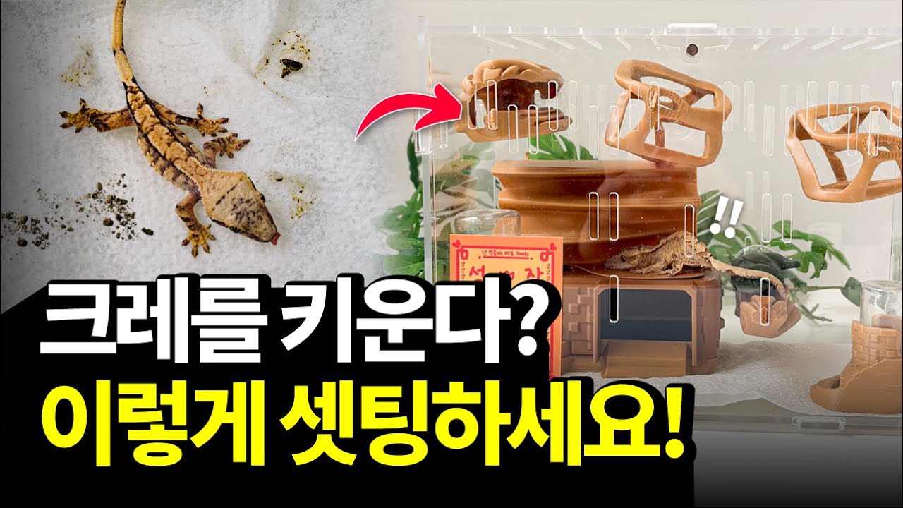 크레 사육장 보고 충격 받아 직접 셋팅하게된 크레 사육장