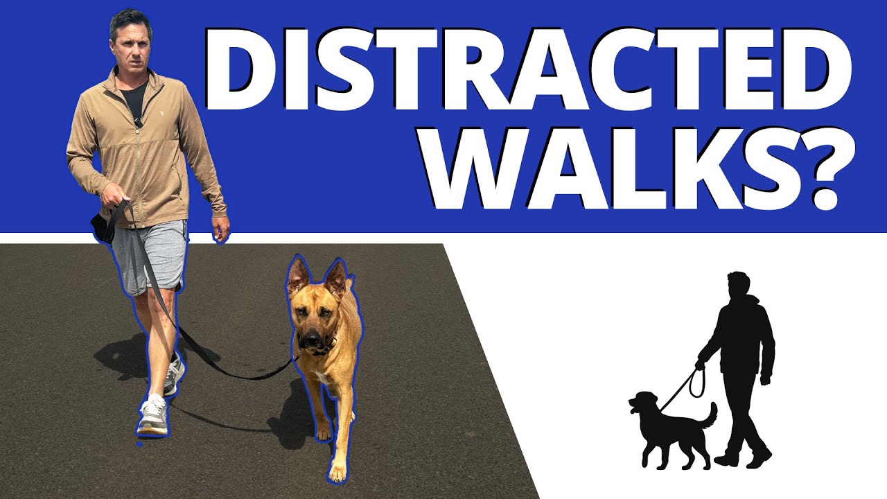How to handle ALL distraction on walks so your dog doesn't pull or react to ANYTHING!