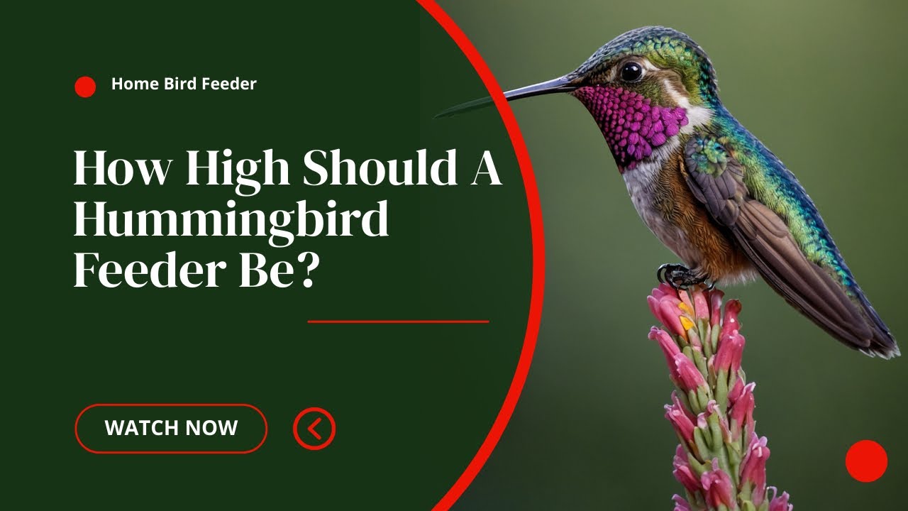 How High Should A Hummingbird Feeder Be? #hummingbirds