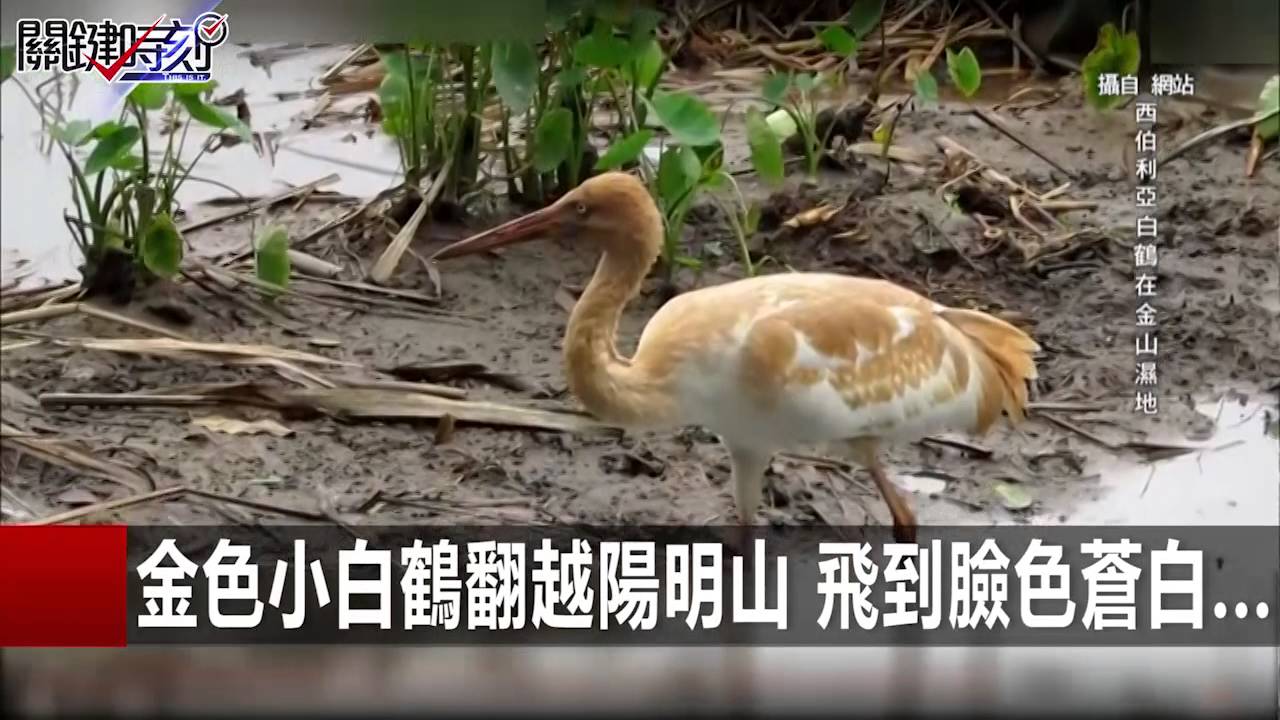 金色小白鶴翻越陽明山 飛到臉色蒼白... 邱銘源 黃創夏 20151218-2 關鍵時刻