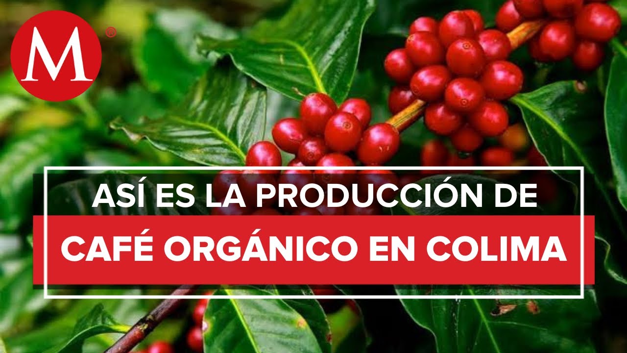 Luchan por mantener la tradici&oacute;n cafetalera en Colima
