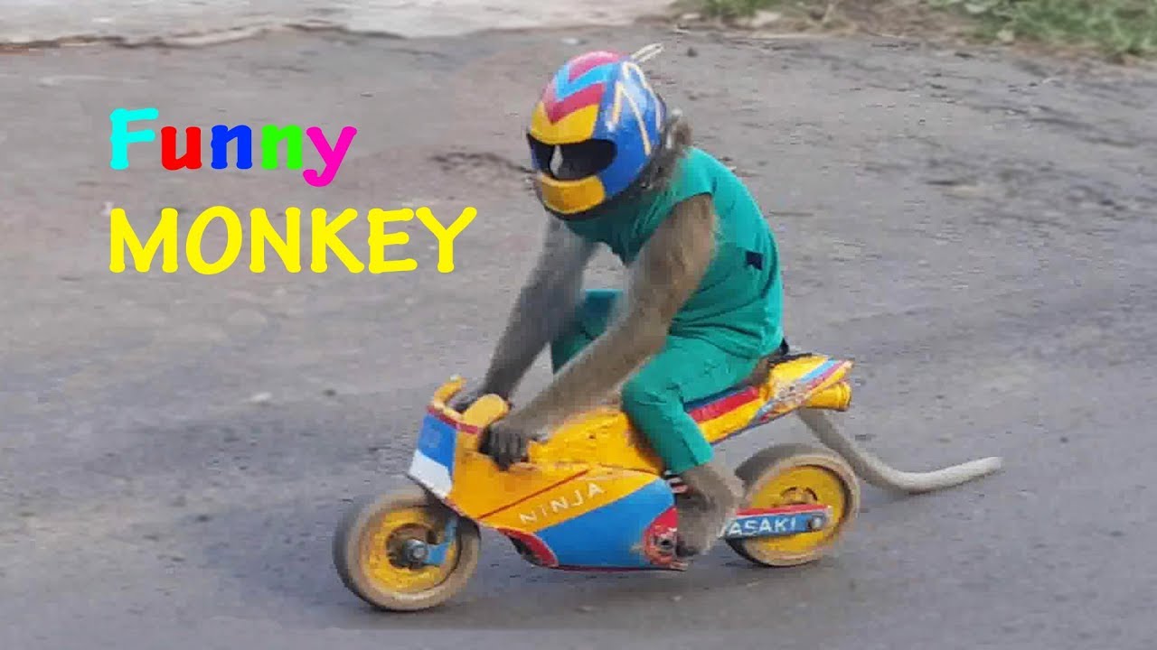 Smart Funny Monkey 🐒 TOPENG MONYET Lucu BANGET Full Attraction