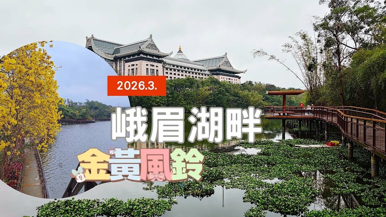 【2026峨眉湖畔🏞️ 金黃風鈴】湖畔步道明媚風光，💥限期 黃花風鈴木正盛開 !   #安哥遊蹤