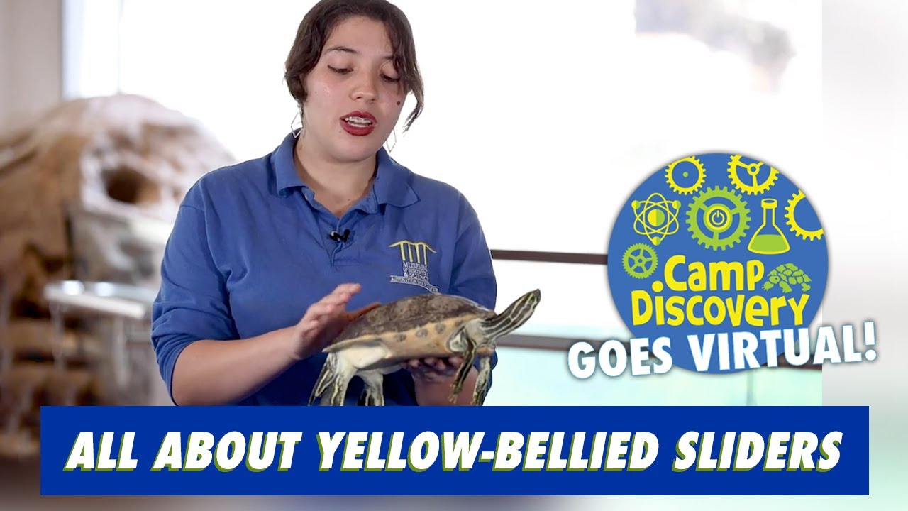 Freshwater Yellow-Bellied Slider