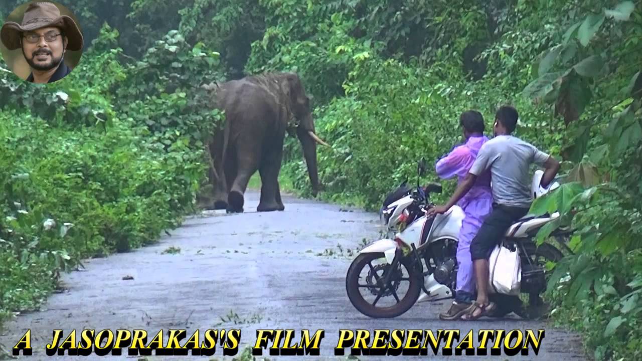 Thus #Elephant# Always #Angry# With #Bike Rider#.