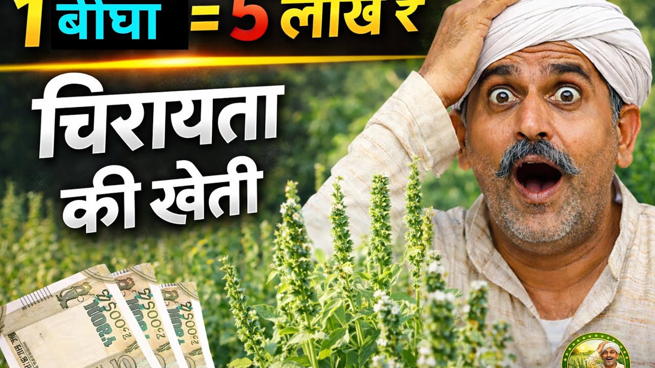 चिरायता की खेती से 1 बीघा में 5 लाख ₹ | बीज, खर्च, मुनाफा पूरी जानकारी ##चिरायता_की_खेती#औषधीय_फसल