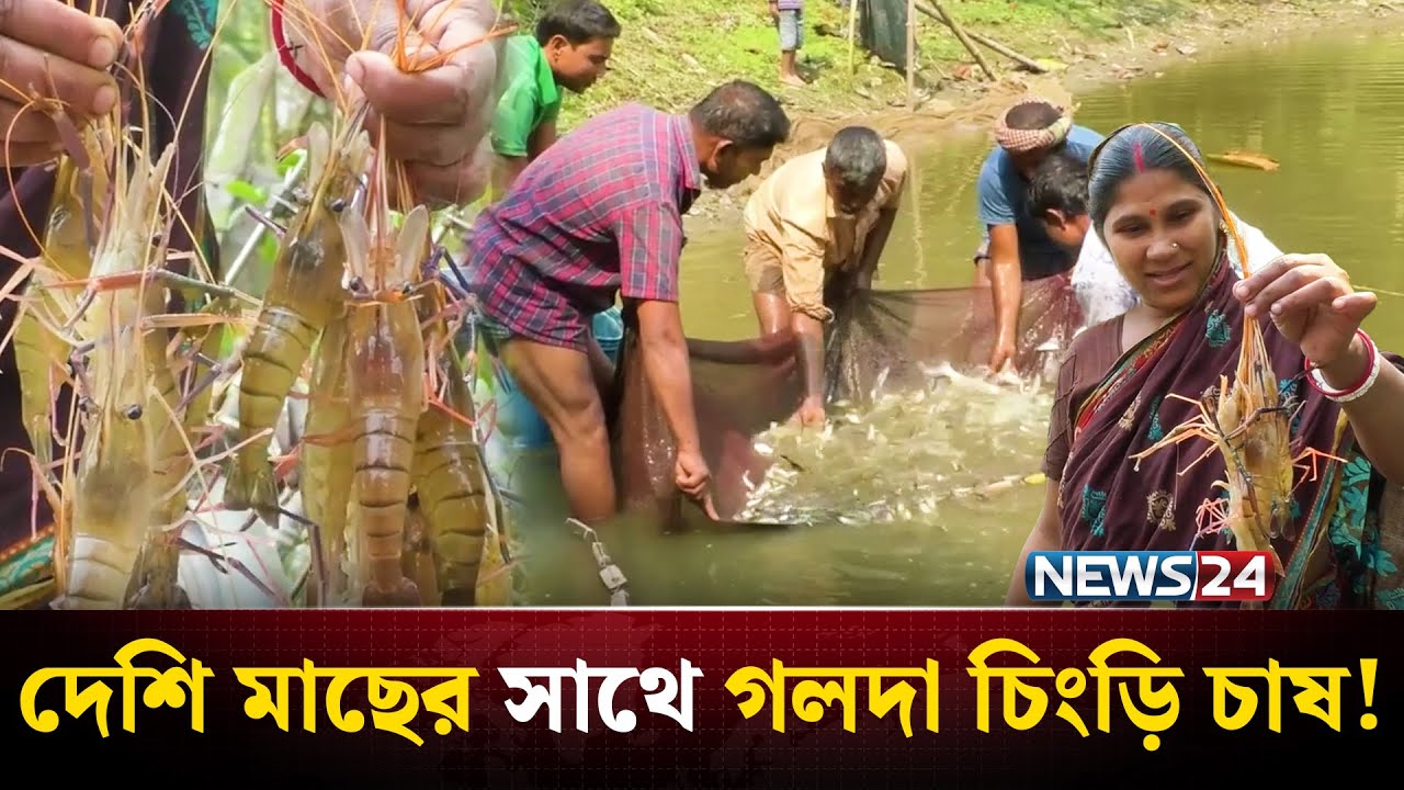 মিঠা পানিতে দেশী মাছের সাথে গলদা চিংড়ি চাষ | Shrimp | Fish Farming | Kurigram | News24 Special